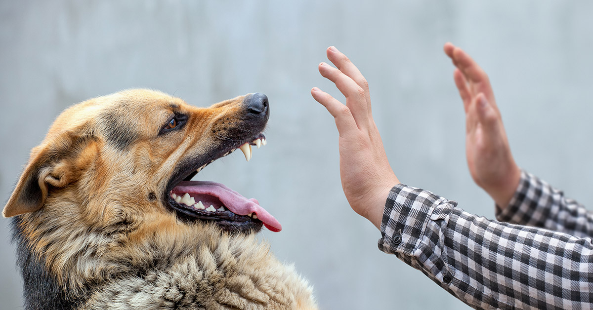 Dog Bite Dog Bite